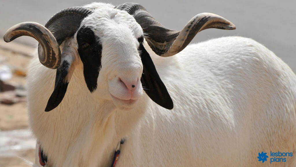 Mouton de Tabaski 2026 à Niamey : prix, où acheter et comment ne pas se faire arnaquer
