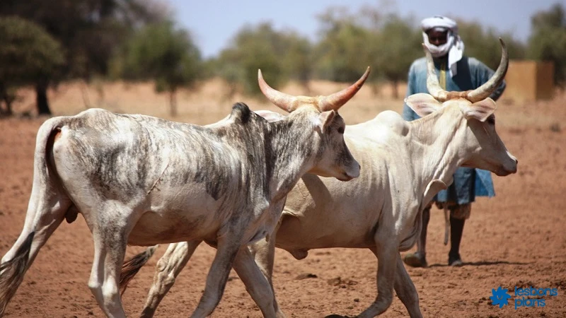 Vendre son bétail au meilleur prix au Niger : guide pratique 2026