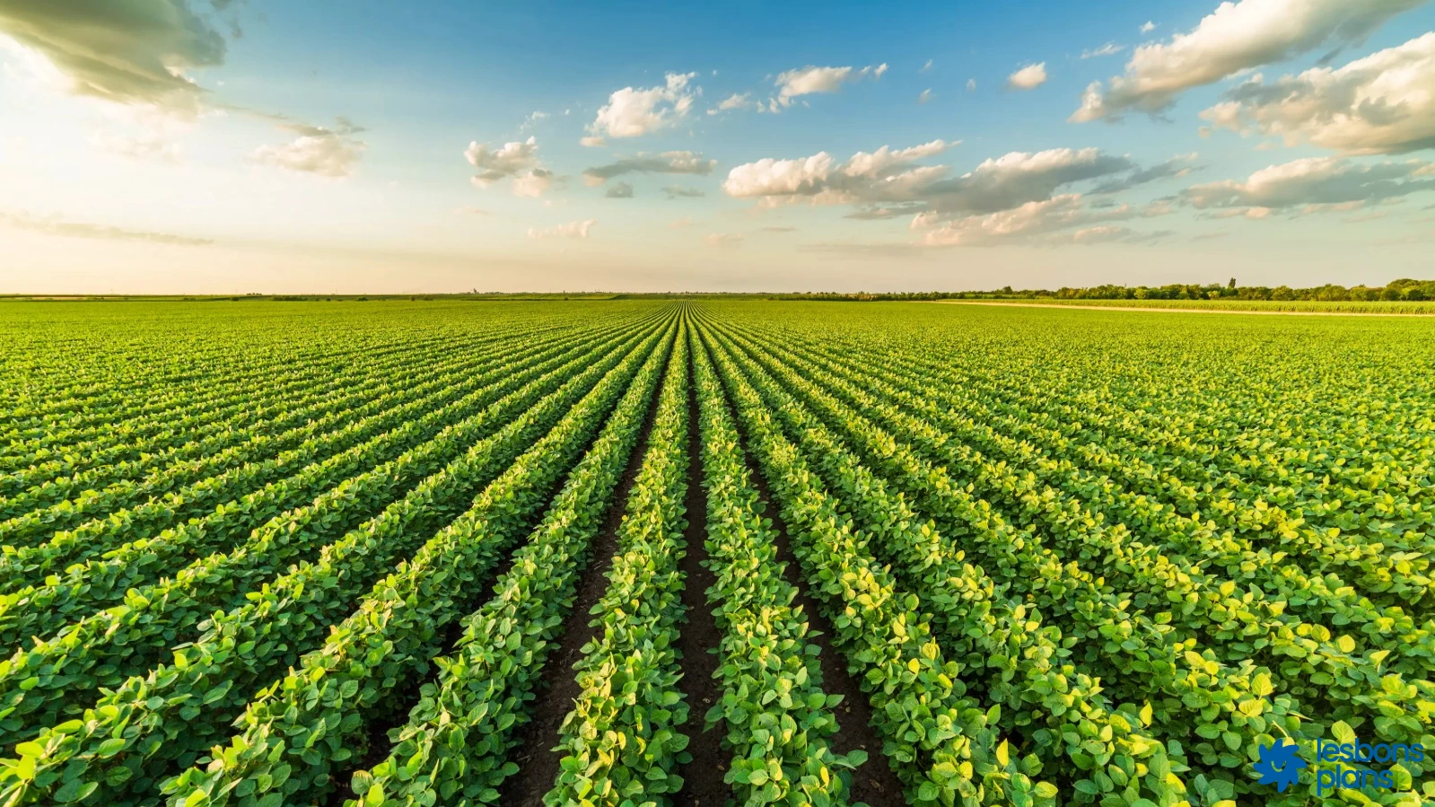 L'agriculture au Niger en 2026 : opportunités business, cultures rentables et accès au marché