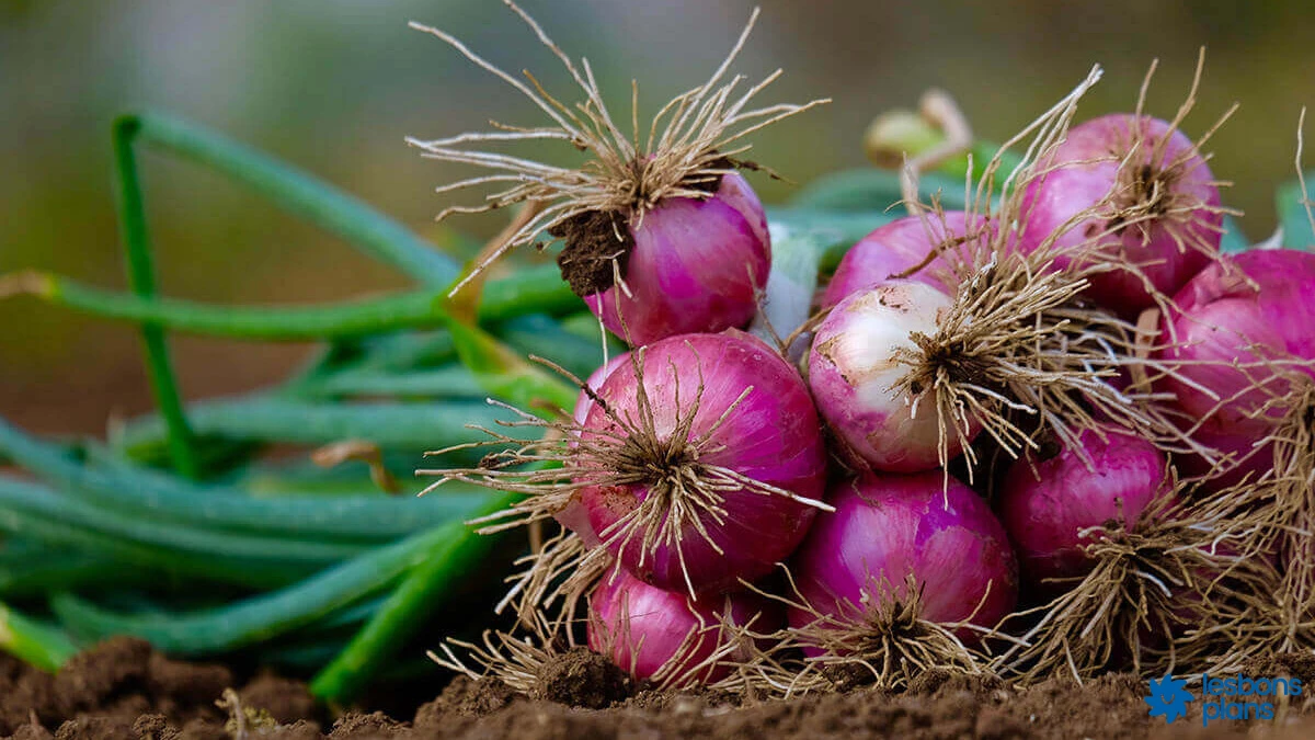 Prix oignon mil Niger 2026 marché agricole